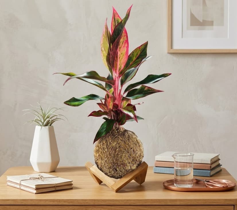 Kokedama Aglaonema — kokedama artesanal no Rio de Janeiro / Tijuca