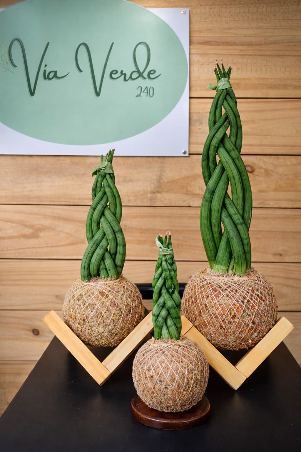 Kokedama Lança de São Jorge — kokedama artesanal no Rio de Janeiro / Tijuca