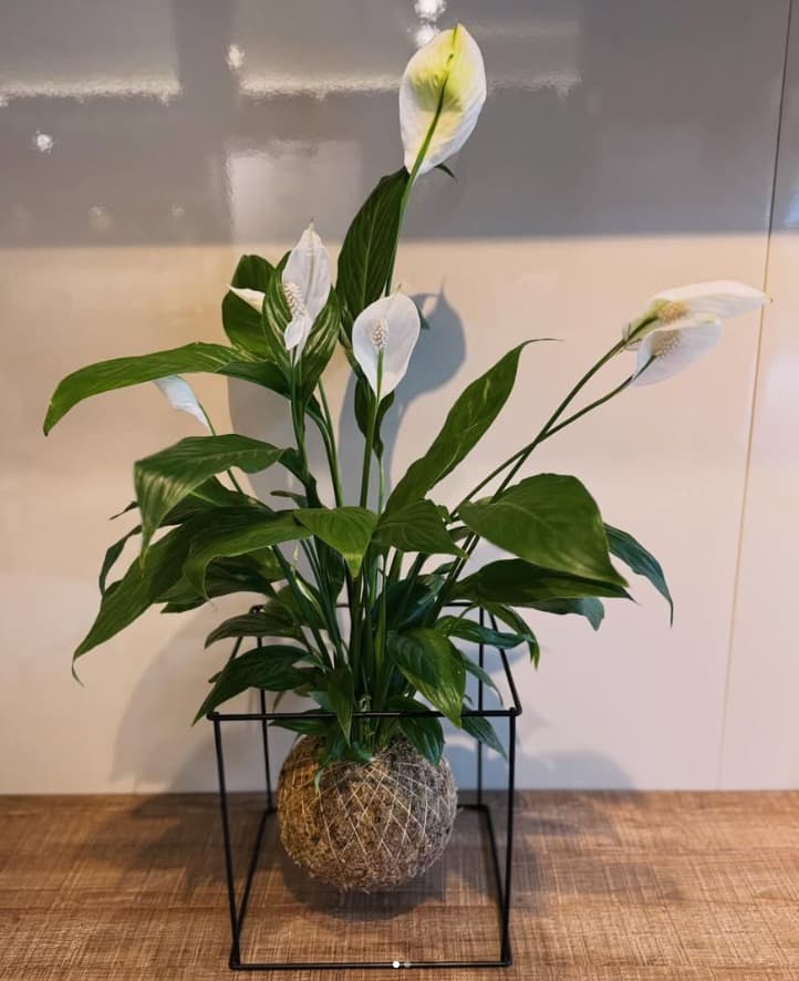 Kokedama Lírio da Paz — kokedama artesanal no Rio de Janeiro / Tijuca