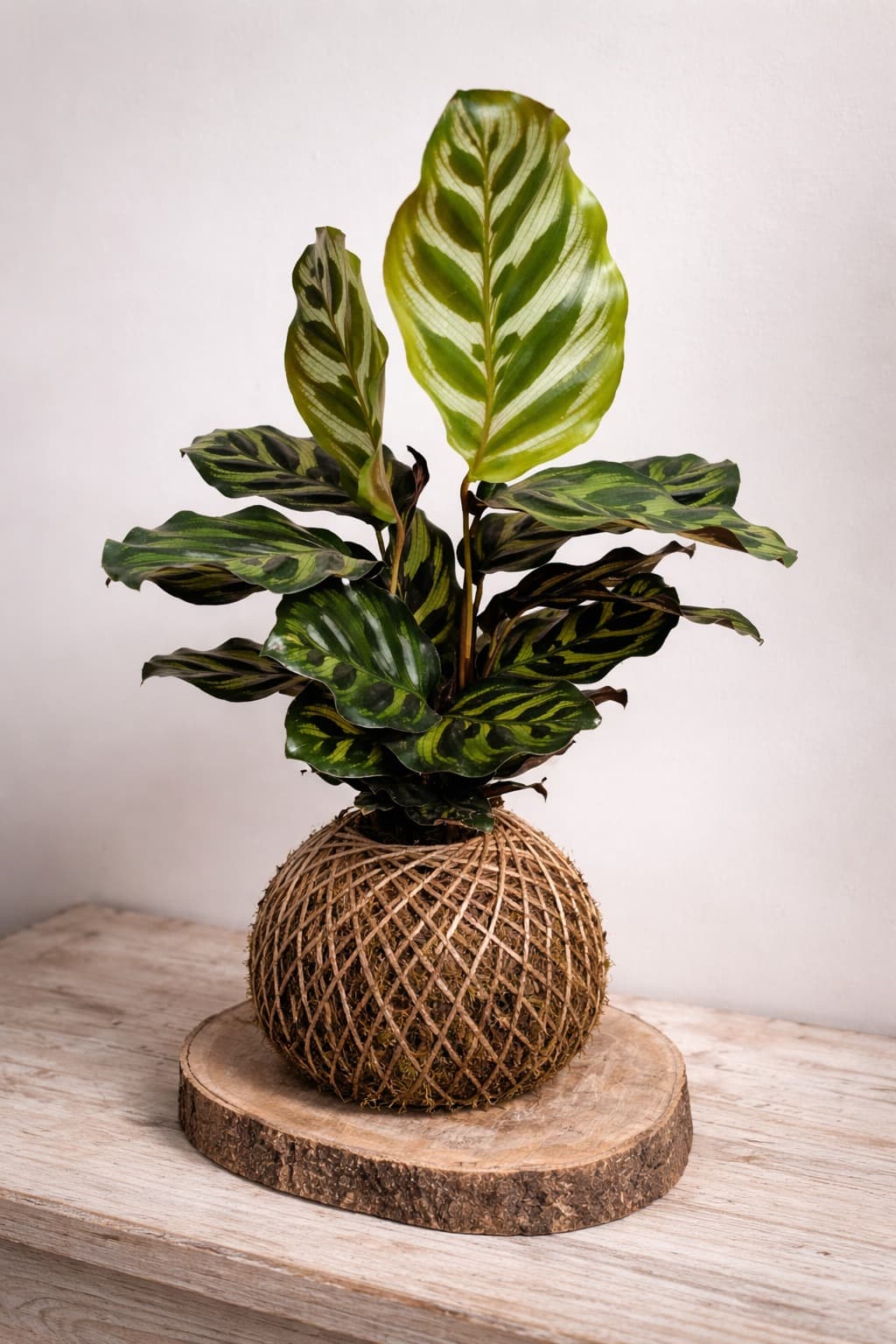 Kokedama Maranta Pavão — kokedama artesanal no Rio de Janeiro / Tijuca
