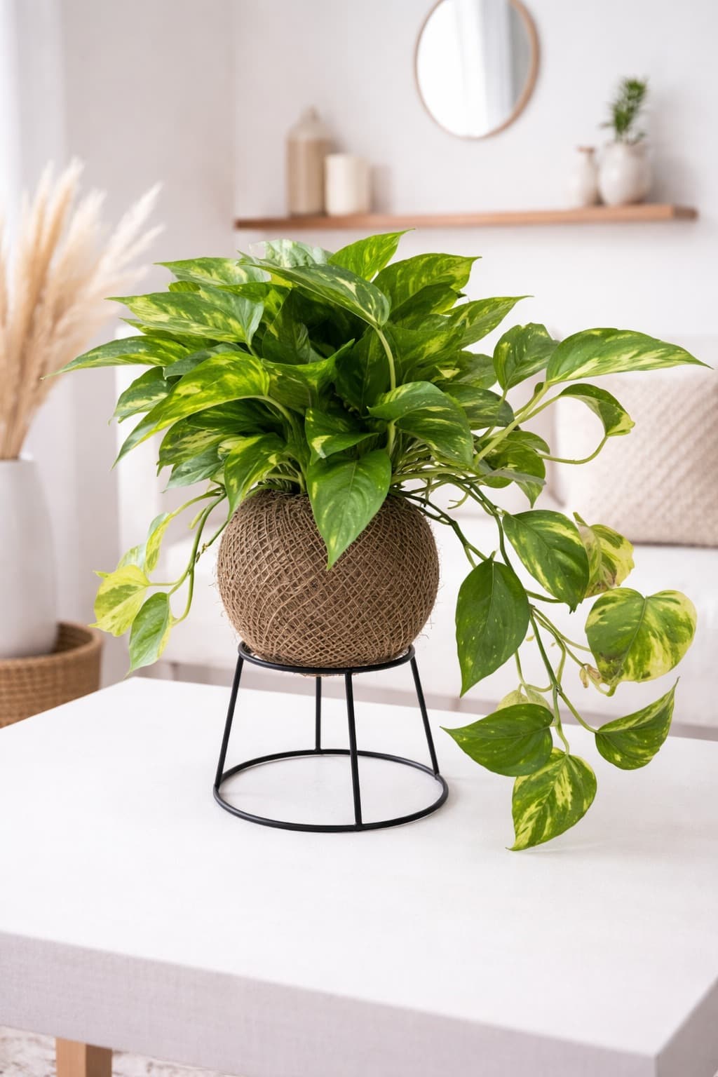 Kokedama Jiboia — kokedama artesanal no Rio de Janeiro / Tijuca